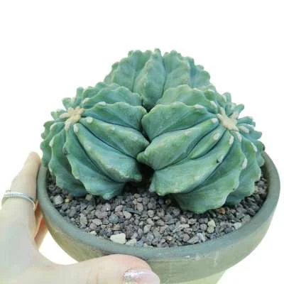 Ferocactus glaucescens inermis — CAP-C0783