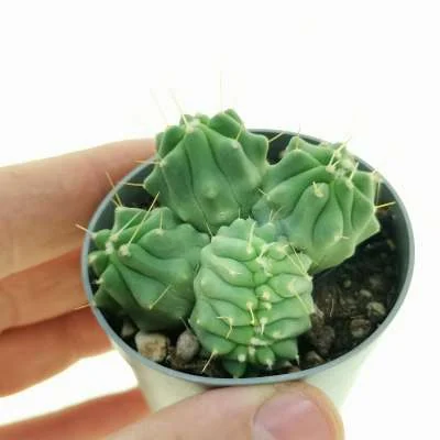 Ferocactus glaucescens inermis crested prolifera — CAP-C0785