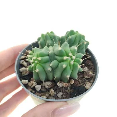 Ferocactus glaucescens inermis dicotomica prolifera — CAP-C0788