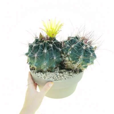 Ferocactus hamatacanthus subsp. sinuatus — CAP-C0791