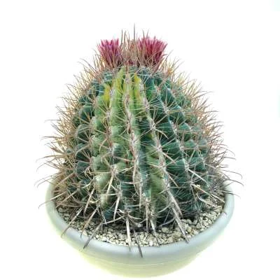 Ferocactus herrerae variegated — CAP-C0792