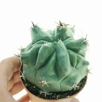 Ferocactus peninsulae brevispinus monstrose — CAP-C0793