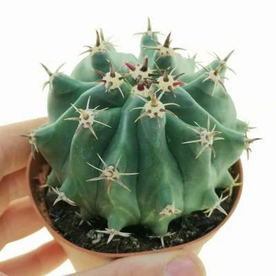 Ferocactus peninsulae brevispinus — CAP-C0795