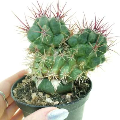 Ferocactus piliferus monstrose dicotomica — CAP-C0797