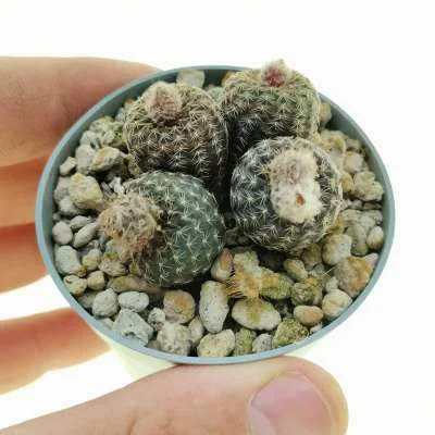 Frailea buenekeri — CAP-C0798
