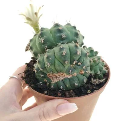 Gymnocalycium anisitsii monstrose crested — CAP-C0802