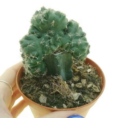 Gymnocalycium baldianum crested monstrose — CAP-C0804