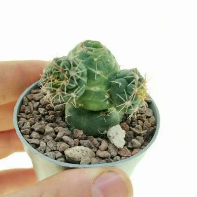 Gymnocalycium baldianum monstrose — CAP-C0806