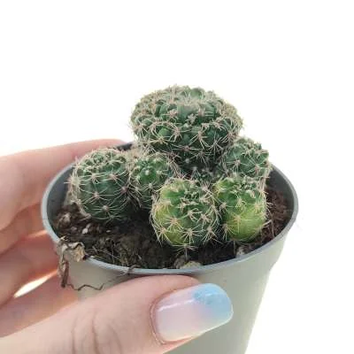 Gymnocalycium bruchii variegated crested circolare — CAP-C0807