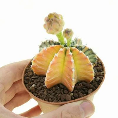 Gymnocalycium friedrichii LB 2178 variegated — CAP-C0809