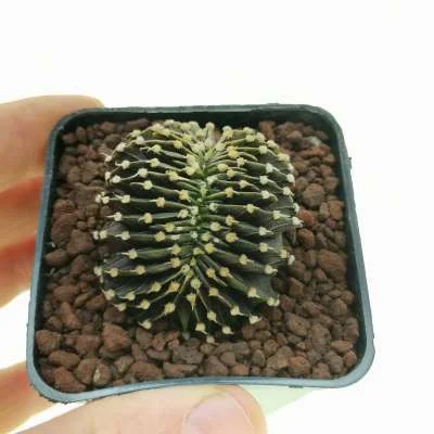 Gymnocalycium friedrichii LM 2178 crested — CAP-C0810