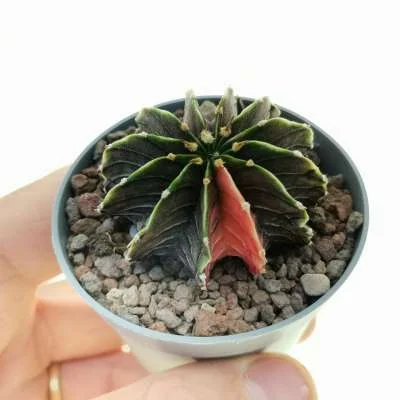 Gymnocalycium friedrichii LM 2178 variegated — CAP-C0811