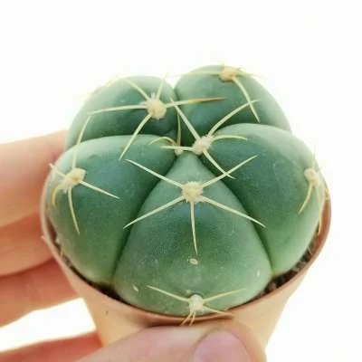 Gymnocalycium horstii subsp. buenekeri — CAP-C0812