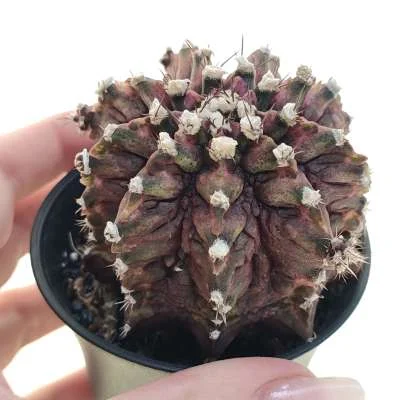 Gymnocalycium mihanovichii 'T-rex' variegated — CAP-C0813