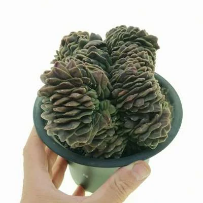 Gymnocalycium mihanovichii crested inermis — CAP-C0814