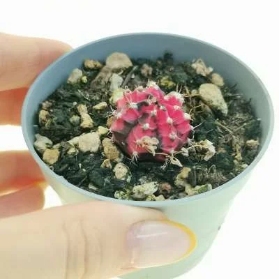 Gymnocalycium mihanovichii variegated 'Pink Diamond' — CAP-C0815