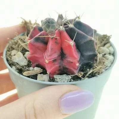 Gymnocalycium mihanovichii variegated 'Red Dragon' — CAP-C0816