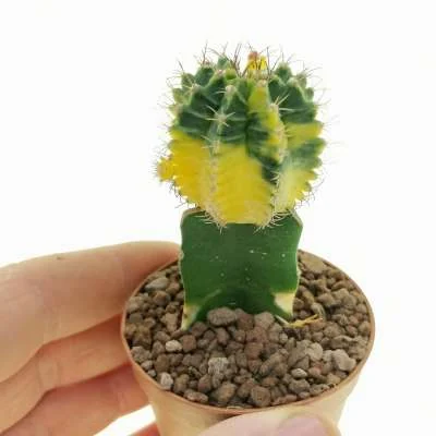 Gymnocalycium mihanovichii variegated 'Yellow Tiger' — CAP-C0818