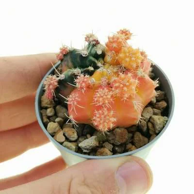 Gymnocalycium mihanovichii variegated prolifera — CAP-C0819