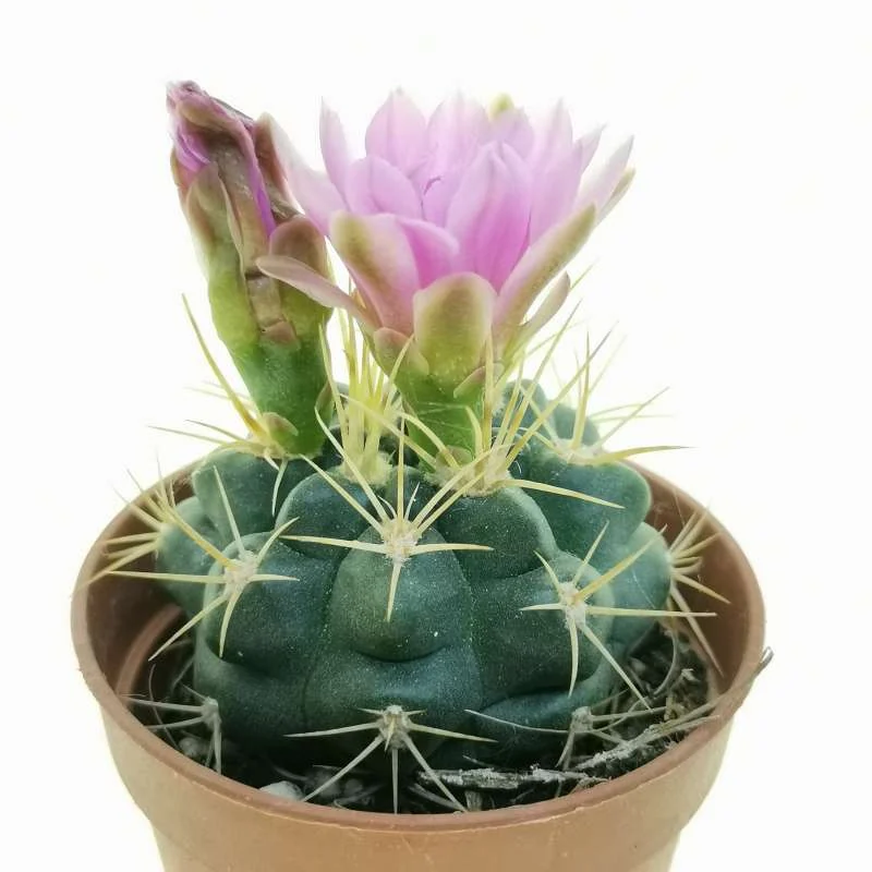 Gymnocalycium neuhuberi — CAP-C0820