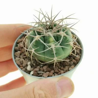 Gymnocalycium nigriareolatum variegated — CAP-C0821