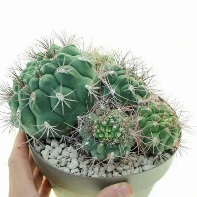 Gymnocalycium pflanzii subsp. pflanzii prolifera crested — CAP-C0822