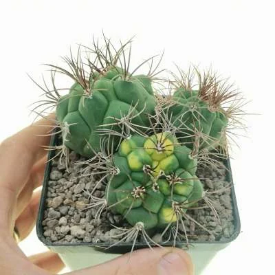 Gymnocalycium pflanzii subsp. pflanzii variegated — CAP-C0823