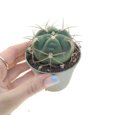 Gymnocalycium pflanzii subsp. zegarrae — CAP-C0824