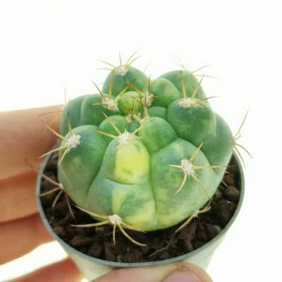 Gymnocalycium pflanzii subsp. zegarrae variegated — CAP-C0825