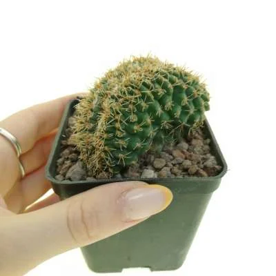Gymnocalycium quehlianum crested — CAP-C0826
