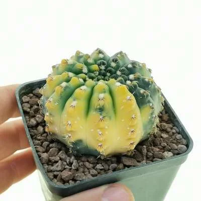 Gymnocalycium quehlianum variegated — CAP-C0827