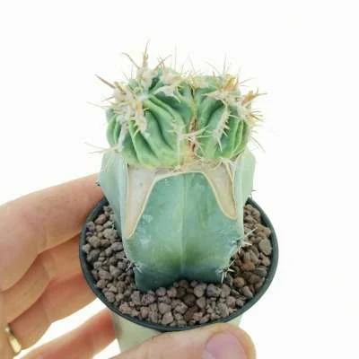 Homalocephala texensis Kyoushi Anayami dicotomica — CAP-C0832