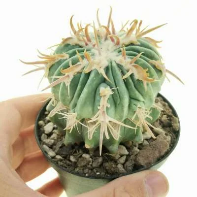 Homalocephala texensis Kyoushi Anayami monstrose — CAP-C0833
