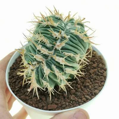 Homalocephala texensis Kyoushi Anayami monstrose crested — CAP-C0834