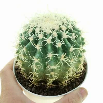 Kroenleinia grusonii Superkraukopf — CAP-C0838