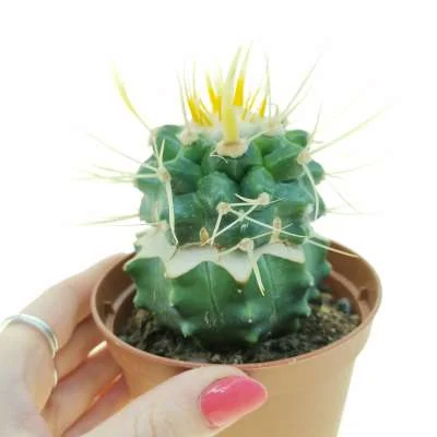 Kroenleinia grusonii monstrose — CAP-C0839
