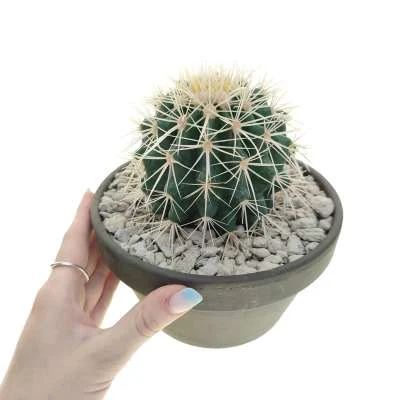 Kroenleinia grusonii Nursery form albispinus — CAP-C0841