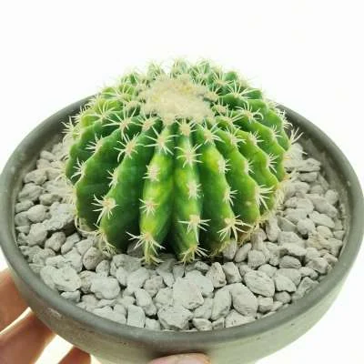 Kroenleinia grusonii Nursery form inermis; variegated — CAP-C0843
