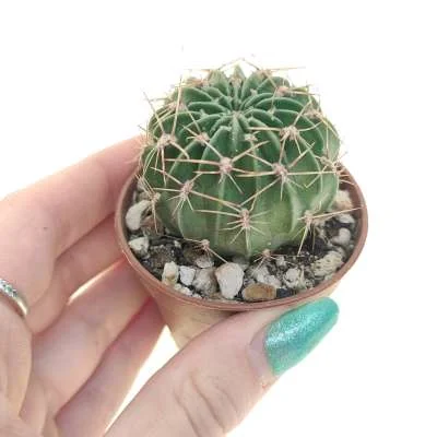 Lobivia (hybrid) maximiliana hybrid — CAP-C0846