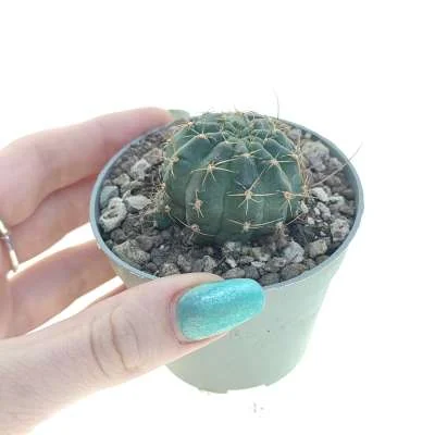Lobivia backebergii — CAP-C0848