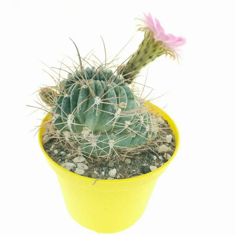 Lobivia pentlandii crested — CAP-C0850