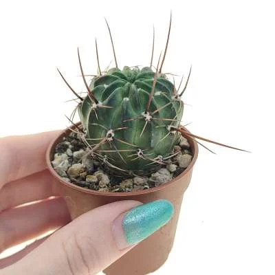 Lobivia pugionacantha subsp. rossii — CAP-C0851
