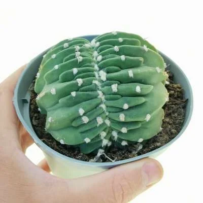 Lobivia subdenudata Fuzzy Navel crested — CAP-C0854