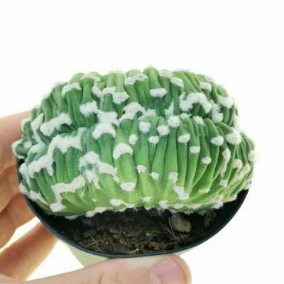 Lobivia subdenudata Fuzzy Navel monstrose crested — CAP-C0856