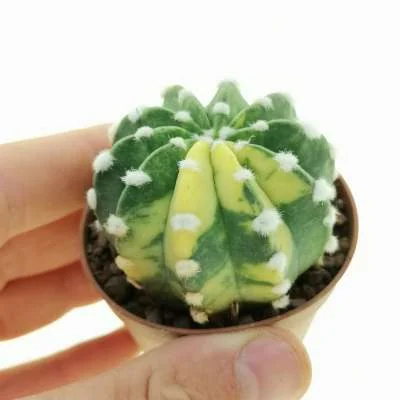 Lobivia subdenudata fuzzy navel variegated — CAP-C0859