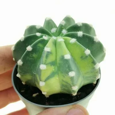 Lobivia subdenudata variegated — CAP-C0860