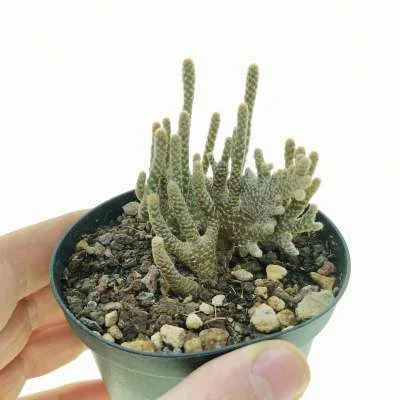 Maihueniopsis clavarioides crested — CAP-C0861