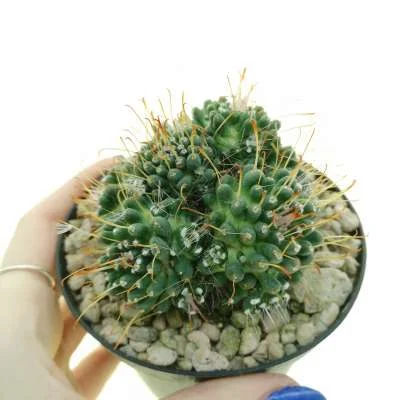 Mammillaria (hybrid) hybrid cv. Toumeya x knippelianus — CAP-C0864
