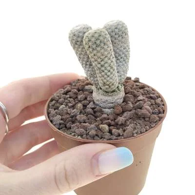 Mammillaria albiflora politomica — CAP-C0865