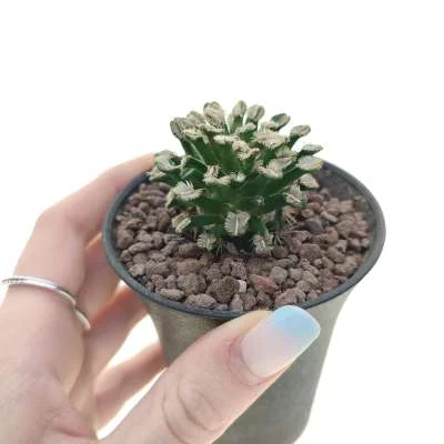 Mammillaria bertholdii — CAP-C0867